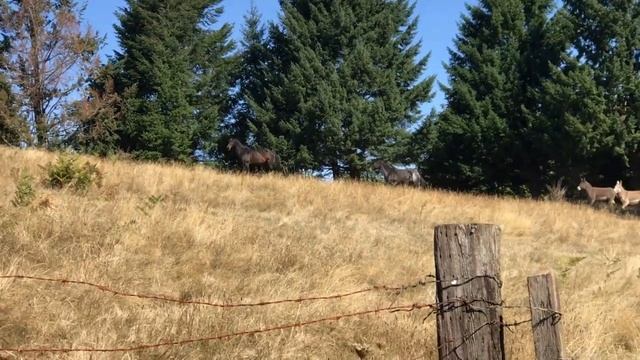 Красивые лошади и ослы на природе на Американской ферме. смотреть онлайн