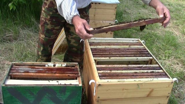 Рой в ловушке. Подсадка роя к пчелиной семье. смотреть онлайн