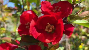 Айва японская превосходная `Red Trail`