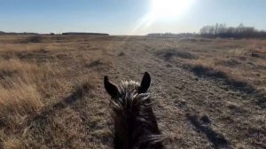 Жеребец Черный принц.|Табунное коневодство| Новорождённый жеребёнок от Жузы
