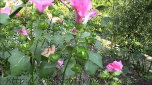 Лаватера. Посадка и уход. lavatera flower.