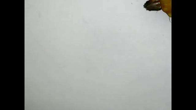 БГВ 64 Чёрная Львинка крупно. Очень крупно. смотреть онлайн