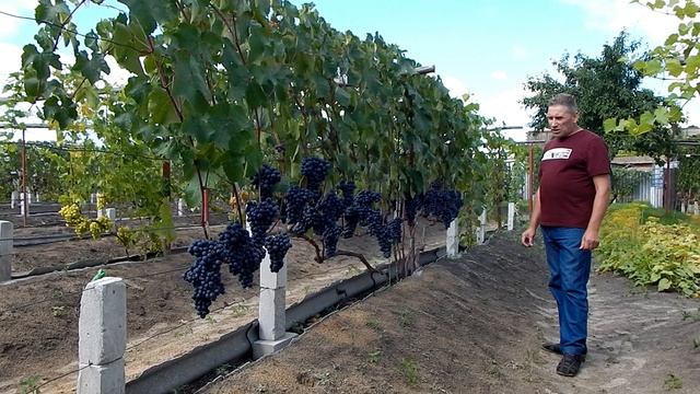 Сорт винограда, на удаление с участка. смотреть онлайн