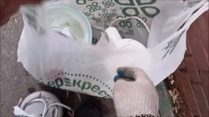 На новом самокате по мусоркам Москвы.