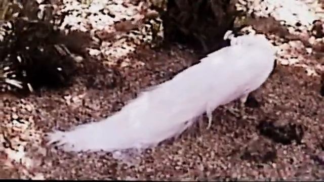 Apache Rose Peacock - Busch Gardens - 2 10 2000 смотреть онлайн