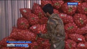 Волгоградские овощеводы активно реализуют выращенный урожай