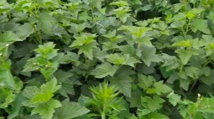 Чёрная смородина Галактика обзор