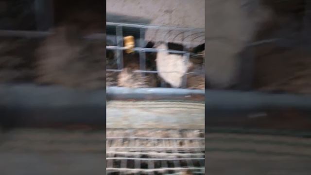 САМЫЕ ЛУЧШИЕ  ПОРОДЫ ПЕРЕПЕЛОВ