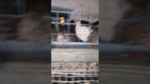 САМЫЕ ЛУЧШИЕ ПОРОДЫ ПЕРЕПЕЛОВ