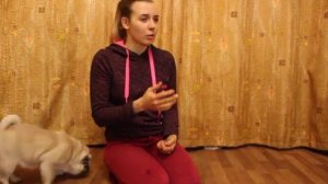 Как жить с мопсом? Мопс - как правильно дрессировать мопса
