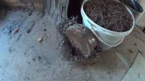 11 Груши сушим 03.09.2018 1