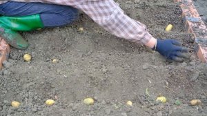 Grow a new potato crop with your wife on a big farm, live with nature, build a farm