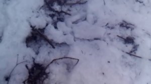 ОХОТА С ЛАЙКАМИ  НА ВЫДРУ . КУНИЦУ  .