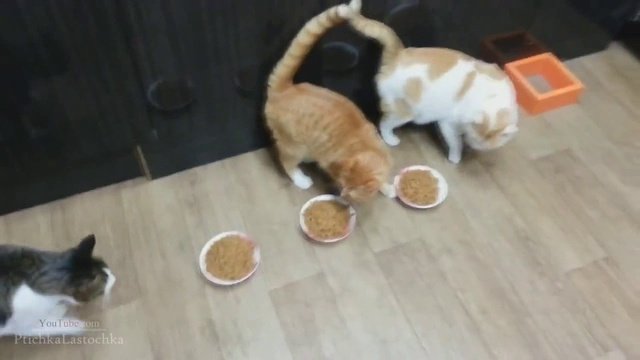 смешные кошки