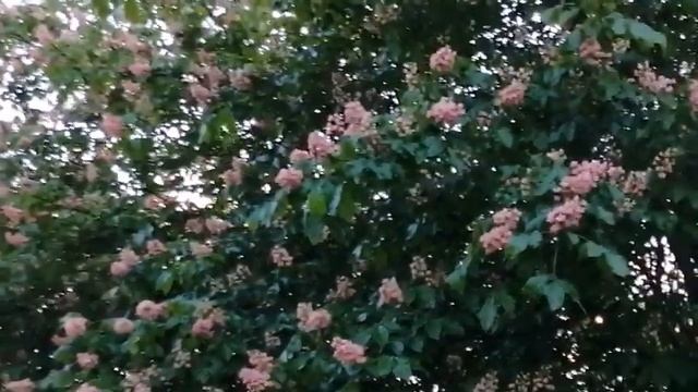 Розовые каштаны смотреть онлайн