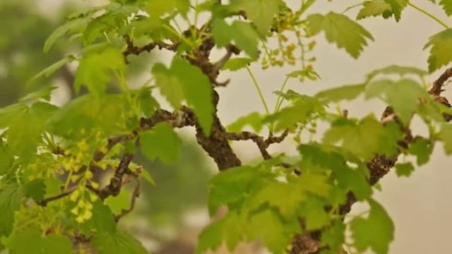 Бонсай смотреть онлайн