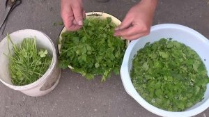 ЗАГОТОВКИ В ЗИМУ С МАЯ / СУШИМ КИНЗУ