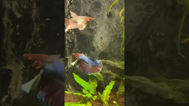 Петушки дамбо (слоновье ухо) в аквариуме 100 литров / Betta смотреть онлайн