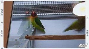 Неразлучники в зоомагазине ??