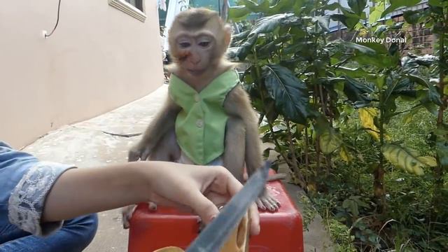 Third Day To Vet!! Monkey Donal Scare Vet Mom Take Care Donal, Mom Take Care Donal смотреть онлайн