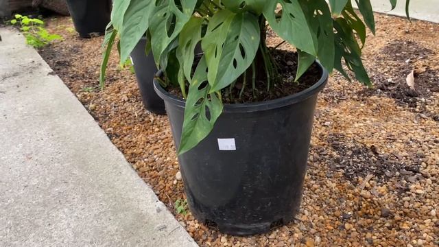 Houseplant Nursery Tour // Huge Pothos And Monster Monstera Adansonii // Affordable Plant Nursery смотреть онлайн