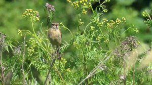 Птица Черноголовый чекан самка, Female European stonechat