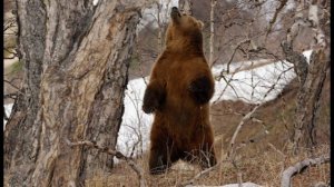 Весна. Лесные звери..