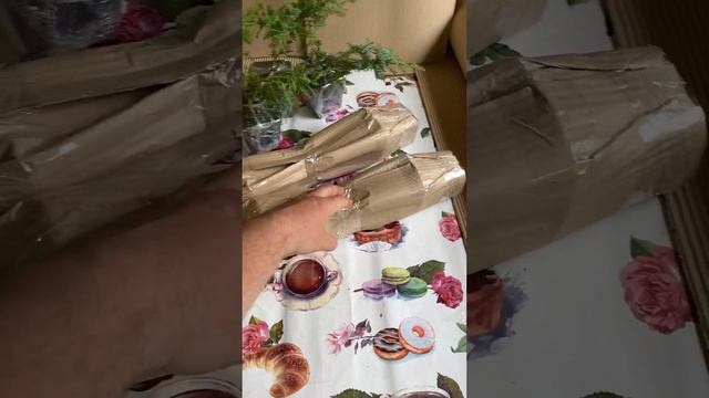 Отправка растений почтой или сдеком #саженцы #садовыедела #черенки #туя #дача #купитьсаженцы #сад