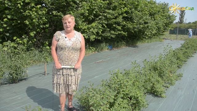 Жимолость – молодильна ягода ??