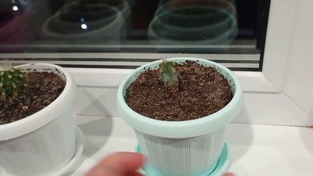 Кактусы из семян? Возможно вырастить дома!