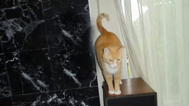 Flores frutas y gatitos son fotos muy bonitas ojala que les gusten#1 смотреть онлайн