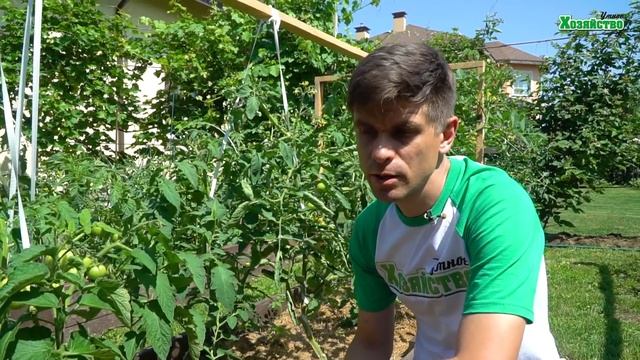 Важный секрет урожая томатов – правильный полив! Как и когда это делать.
