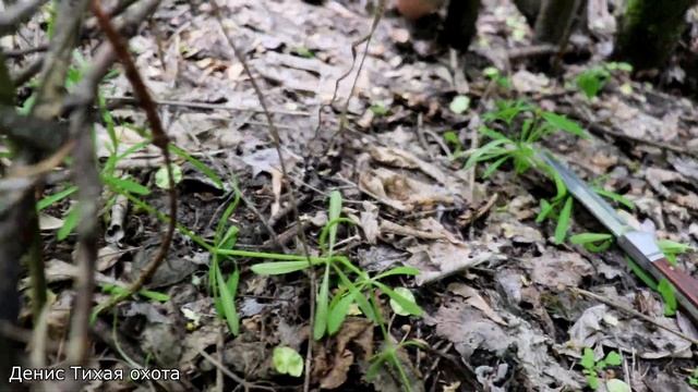 Рядовка лиловоногая | Энтолома садовая - где растёт, как отличить и когда собирать смотреть онлайн