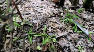 Рядовка лиловоногая | Энтолома садовая - где растёт, как отличить и когда собирать