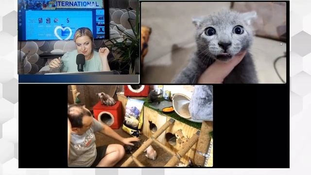 Зеленоглазые кошки.