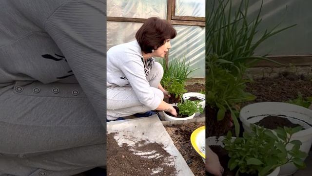 Высадка сурфинии? смотреть онлайн