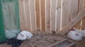 Мои ручные Ломан Браун... Кобб 500.