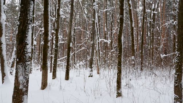 «Зимний лес». Пролетарский район. г.Саранск . 16..01.2022 г. #494 смотреть онлайн