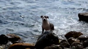 Пляж за мысом Алчак в конец марта...