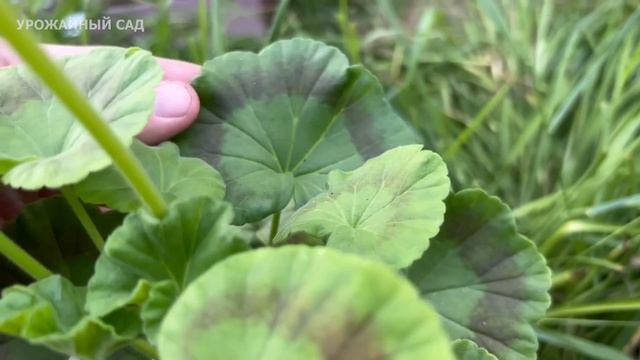 Я обалдел! Плеснул немного колы в каждый горшок с цветком и он ожил и пышно зацвел! смотреть онлайн