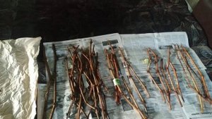 Хранение черенков в холодильнике,уход.