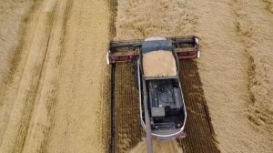 РОССИЙСКИЙ КОМБАЙН ТОРУМ 785. ПОЧТИ 300 ТОНН В ДЕНЬ