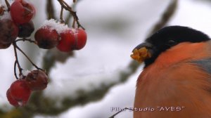 Снегирь (Pyrrhula pyrrhula) - Bullfinch