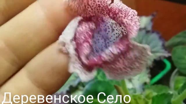 Как получить семена глоксинии .#Деревенскоесело