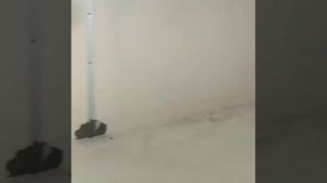 Процесс укладки коммерческого линолеума с заведением на стену