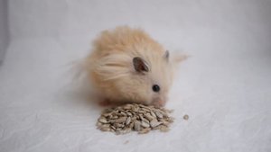 Хомяк ест. Смешной хомячок Вениамин.