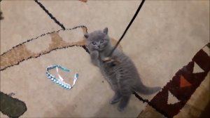 Дэу энигэ булэккэ. Детская татарская песенка