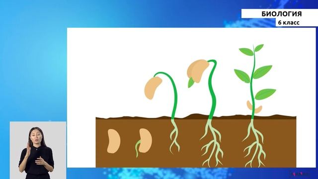 6-класс |Биология | Строение, состав семян. смотреть онлайн