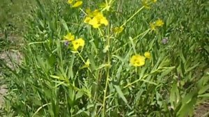 Защитник печени-володушка золотистая.