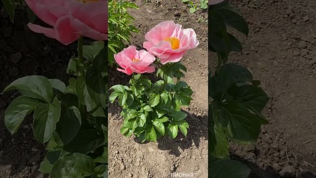 Salmon Dream| Пион Сэлмон Дрим| Корни пионов| Лососевые розовые пионы| Пионы почтой| Сортовые пион